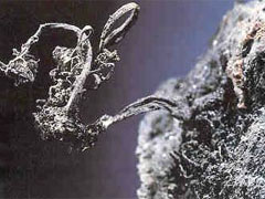 자연 은(native silver) 사진