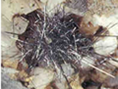 보울란제라이트(boulangerite) 사진