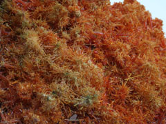 홍아연석(zincite) 사진