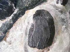 티탄철석(ilmenite) 사진