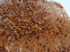 석고-1(gypsum) 사진