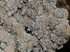 석고-3(gypsum) 사진