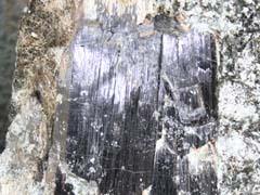 철전기석-1(schorl) 사진