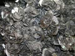 흑운모(biotite) 사진