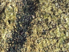 감람암(peridotite) 사진