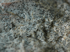석회암-2(limestone) 사진