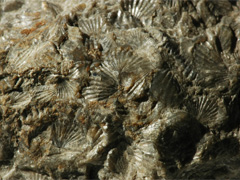 석회암-1(limestone) 사진